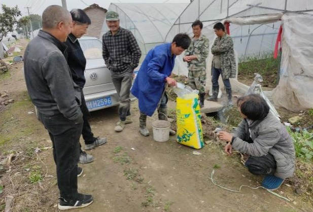 图片1图1 生姜施用洋丰硫生态级肥料，，，吸引周边莳植户围观.jpg