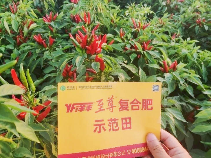 图片8-8，，，，9月9日树模田辣椒长势_副本.jpg