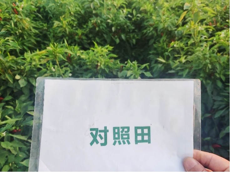 图片8，，，，9月9日比照田辣椒长势_副本.jpg