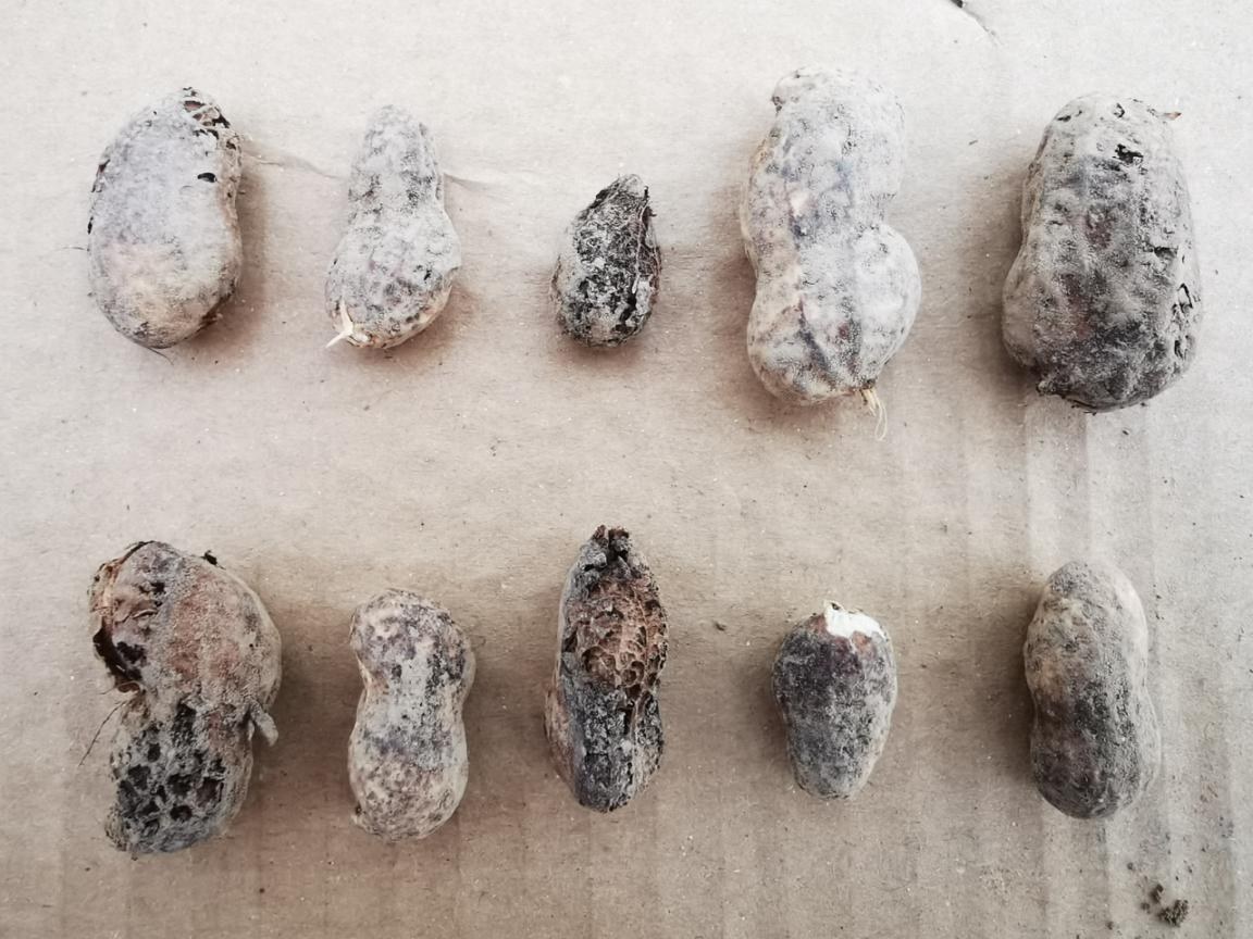 菠菜担保网“高富专”首款产品在河南花生区一炮走红-新闻动态-菠菜担保网