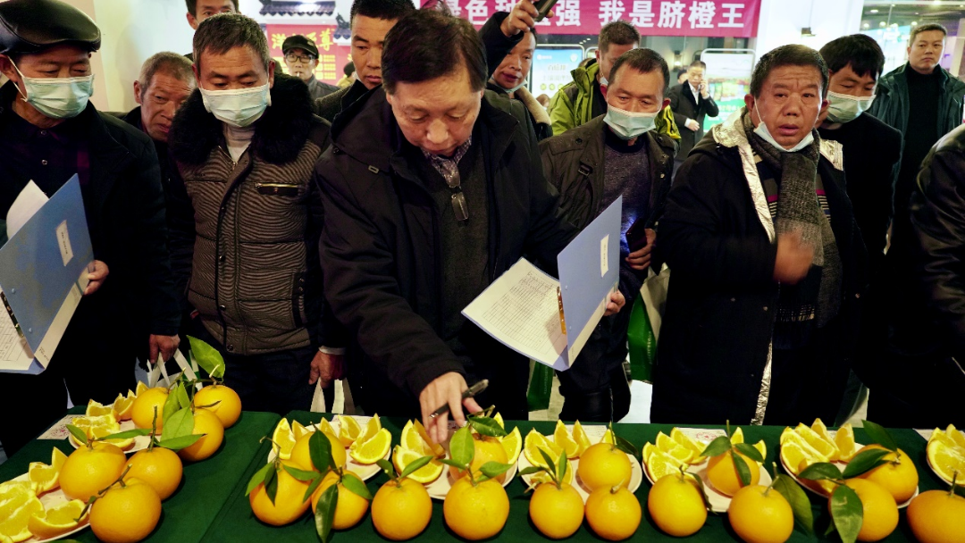 菠菜担保网勇继续，，，，，，助推奉节脐橙“三品一标”提升行动-新闻动态-菠菜担保网