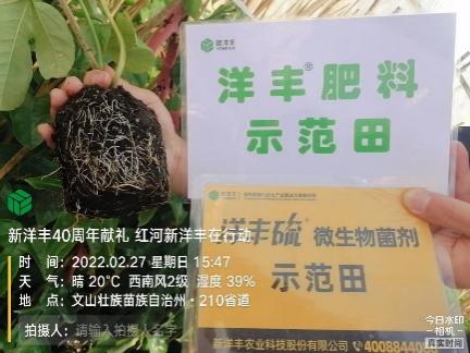 2月27日，，使用10天后，，根系已恢复正常生长，，根系蓬勃。。。.jpg