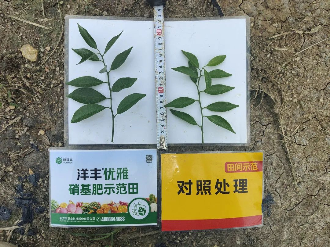 与异常天气博弈，，，，，“洋丰优雅”赢得新会柑“守护神”美誉-新闻动态-菠菜担保网