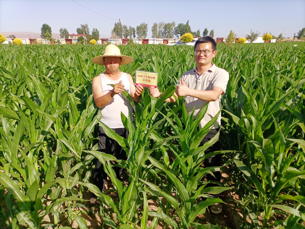 菠菜担保网农艺师（右）正在制种玉米田回访.jpg