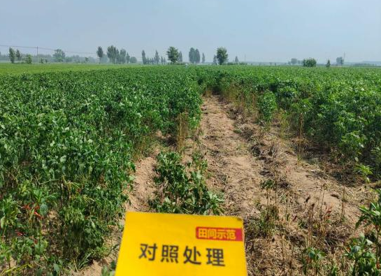 菠菜担保网-最权威的全网担保平台