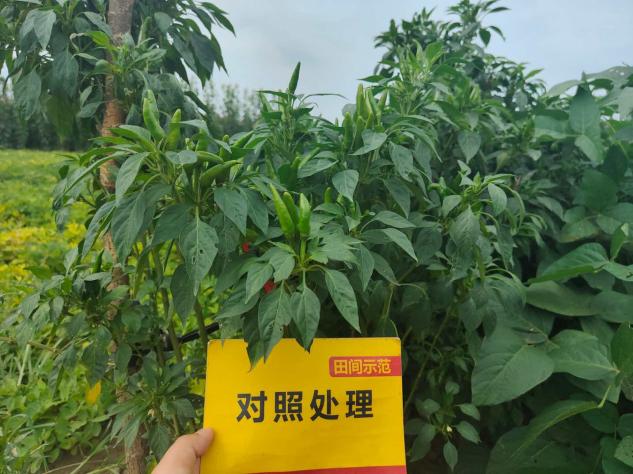 菠菜担保网-最权威的全网担保平台