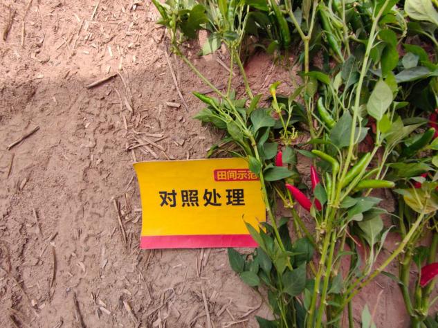 菠菜担保网-最权威的全网担保平台