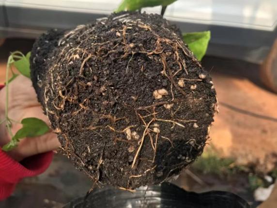 菠菜担保网-最权威的全网担保平台