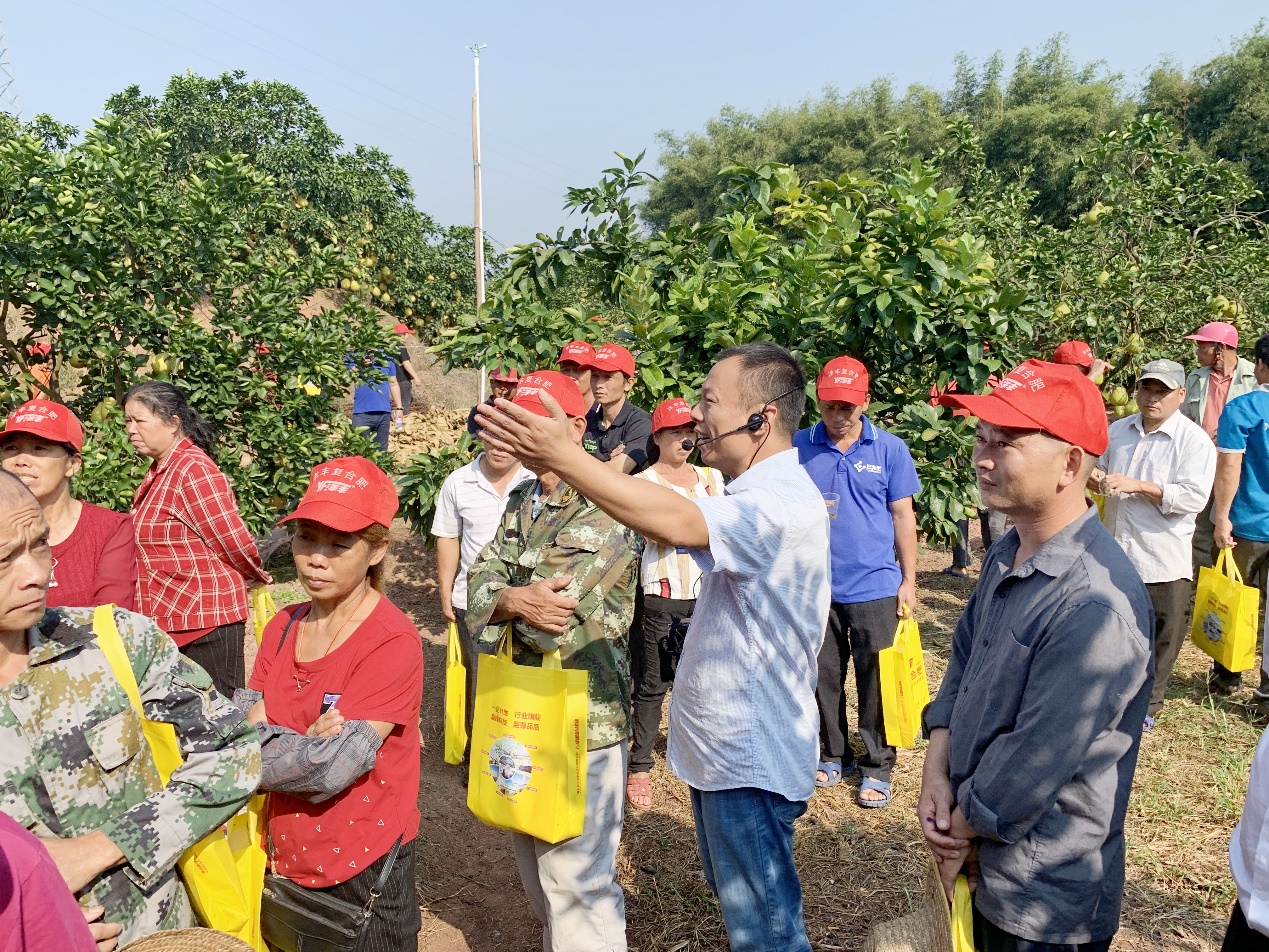 菠菜担保网西南大区总农艺师李家涛（中）在广西壮族自治区玉林市容县沙田柚树模观摩现。。。。。。，为莳植户做手艺及效果解说.jpg