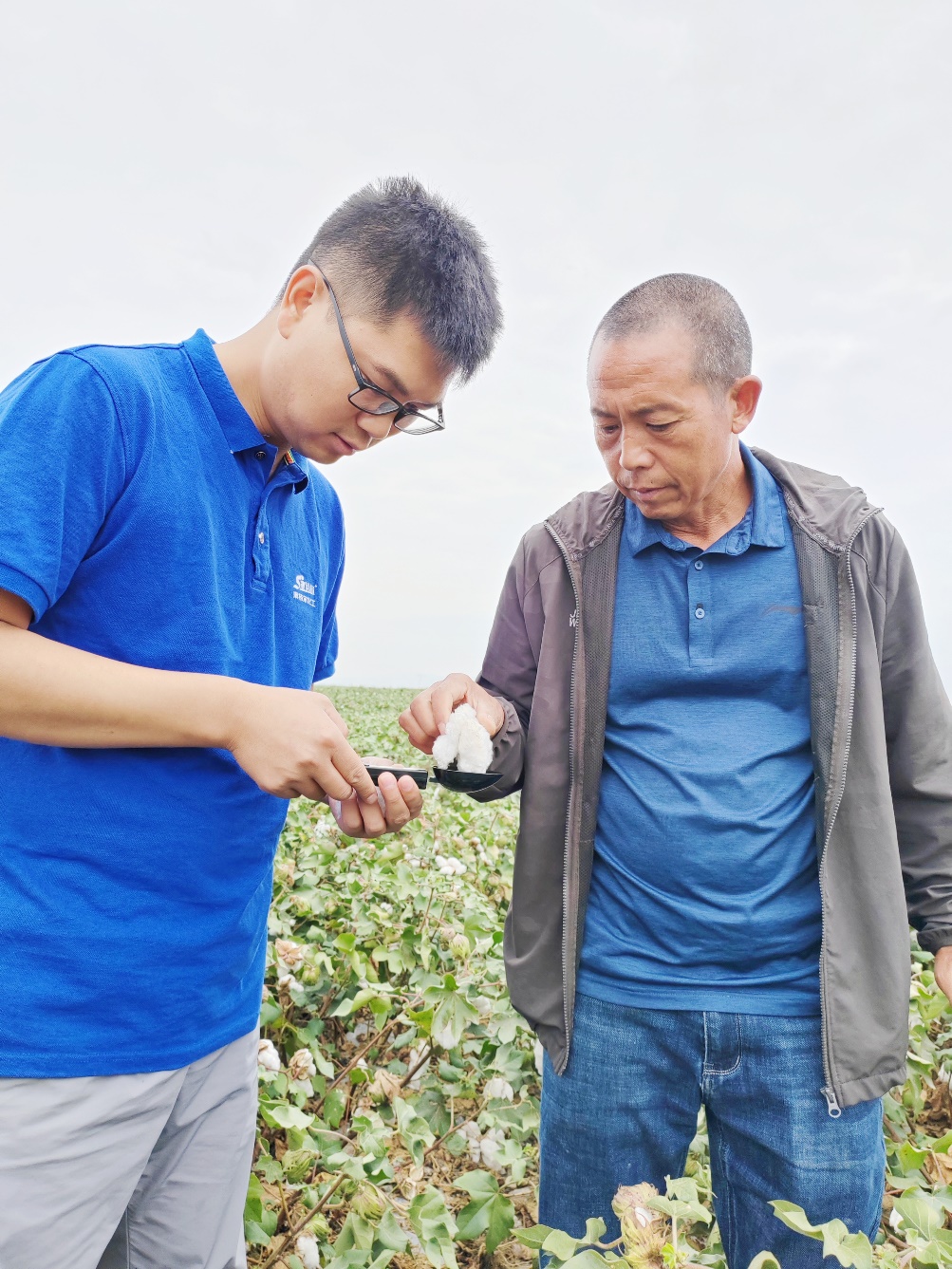 菠菜担保网农艺师李春侨（左），，，在莳植户陈克明（右）的棉田举行单铃测重，，，预估产量.jpg