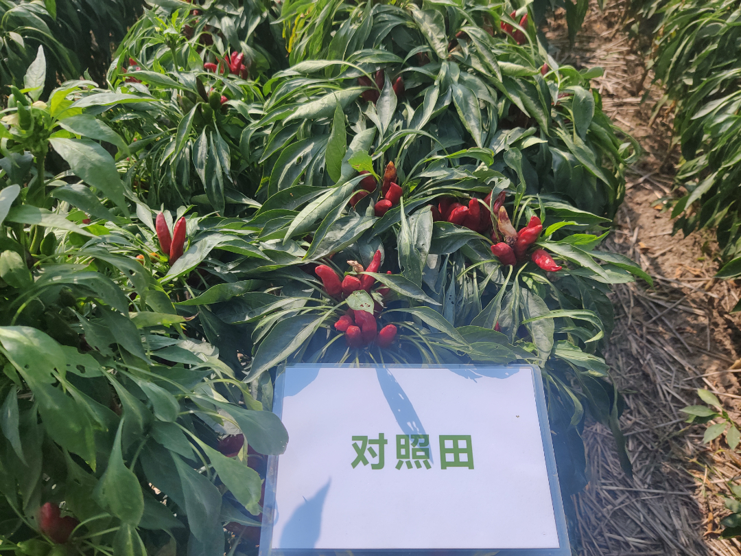菠菜担保网-最权威的全网担保平台