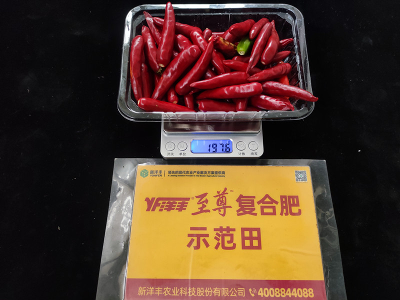 9月26日树模田整株鲜果重：197.6g，，，亩产395kg_副本.jpg
